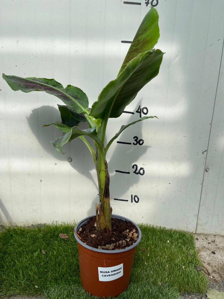 Musa Dwarf Cavendish – Pianta di Banano Nano - Foto Reali H 100cm