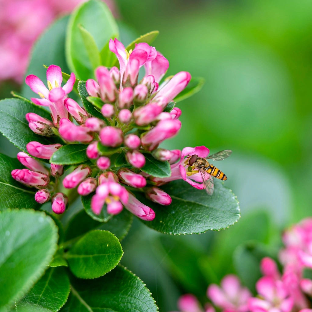 ESCALLONIA MACRANTHA ROSEA VASO 18