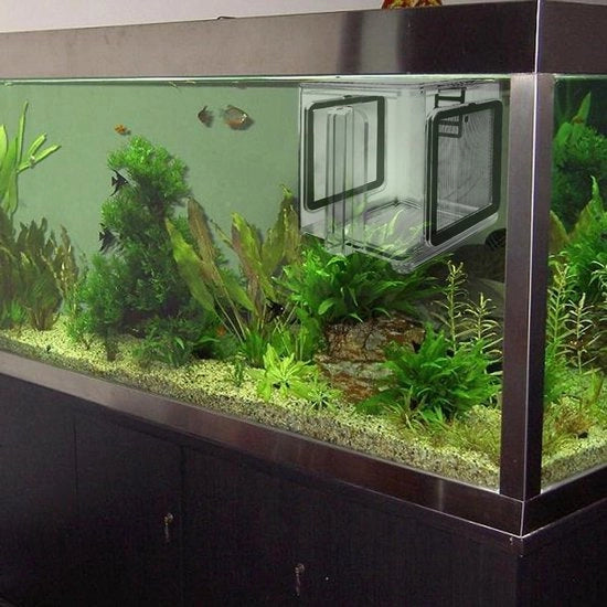 Acquario Transparente per la Piscicultura di Gamberi e Piccoli Pesci