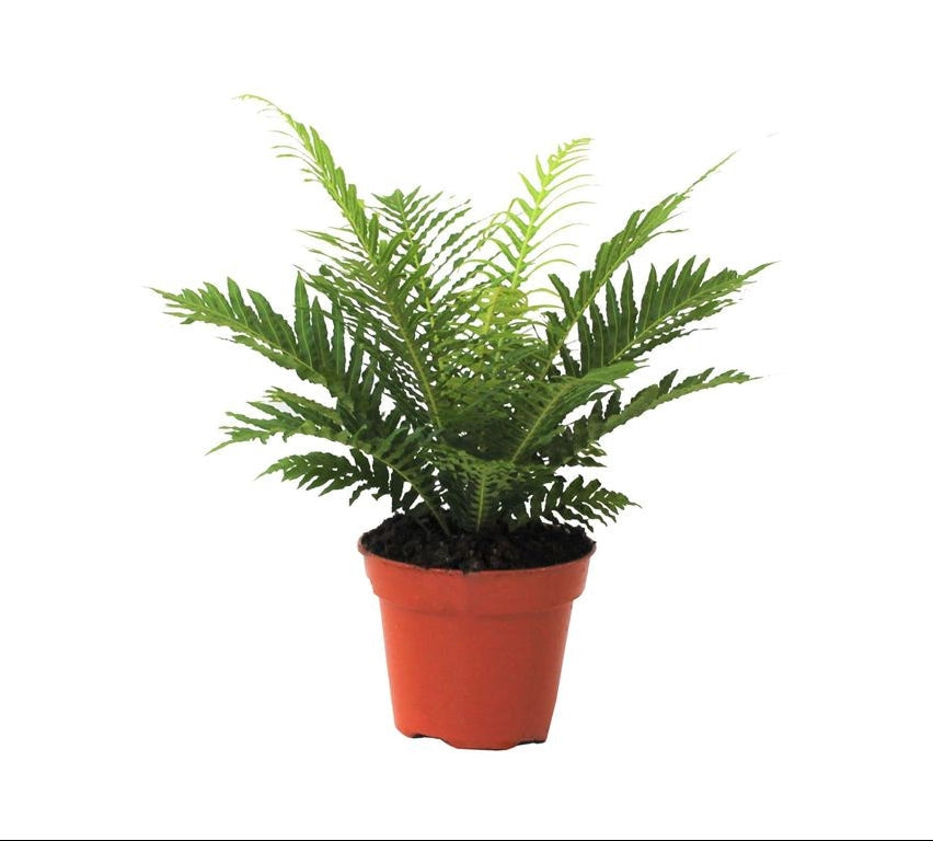 Gardenaria Blechnum gibbum 'Silver Lady' - Pianta da interno ornamentale Altezza: 30 cm (vaso 12)