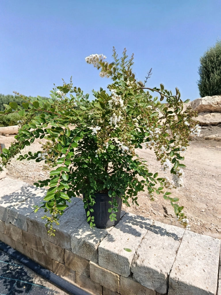 LAGERSTROEMIA INDICA CESP.40 ACOMA