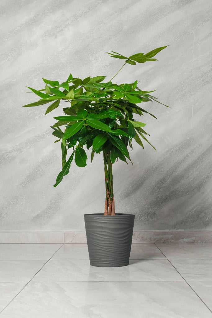 Pianta Pachira acquatica Pakira vaso 18 cm H 100cm foto reali