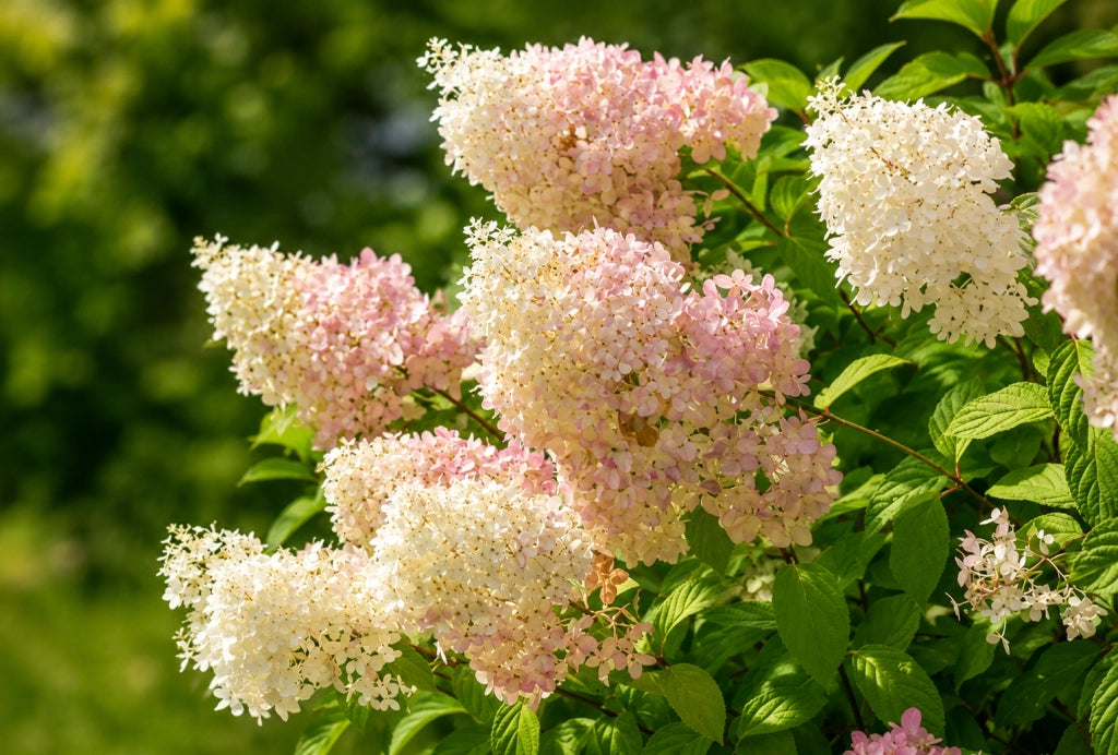 Gardenaria Ortensia - Hydrangea Paniculata 'Diamantino' - Pianta acidofila ornamentale da esterno Altezza: 40/50 cm (vaso19)