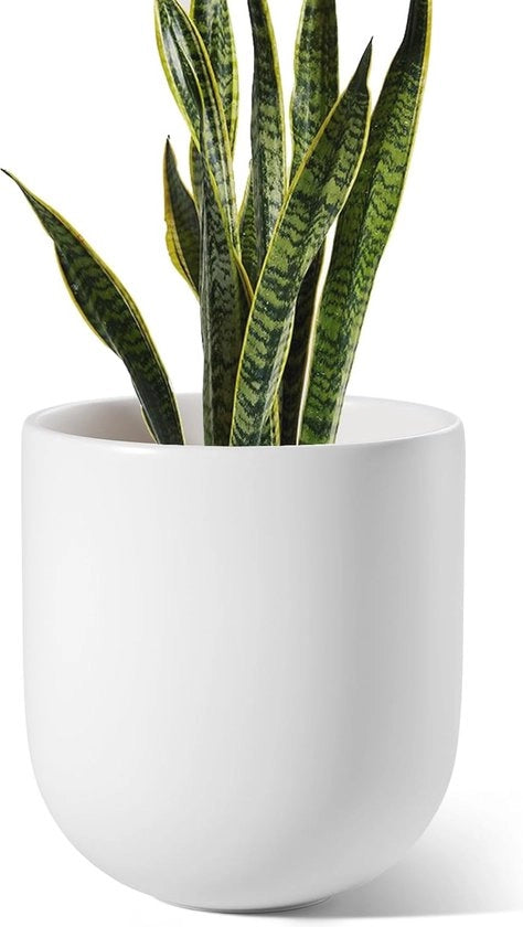 Pianta in Cilindro 25 cm - Ciotola Ceramica con Filtro e Schermo Vetro per Interno e Esterno