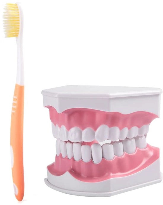 Modello per adulti - 28 denti - Rimovibile - Spazzola da denti - PVC - Prodotto di alta qualità - Modello dentale