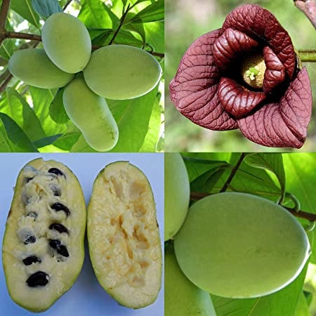 PIANTA DI PIANTA DI ASIMINA TRILOBA BANANO DI MONTAGNA H 60cm
