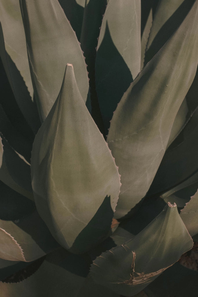 AGAVE AMERICANA VASO 40