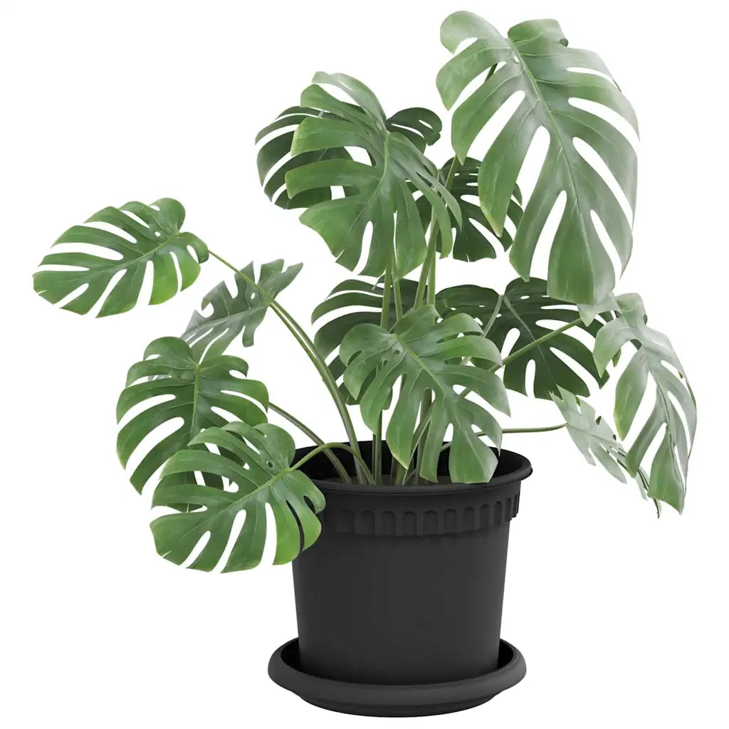 Vassoio Rotondo per Fiori 6 pcs Nero Ø 14 x 2 cm Plastica 42020306