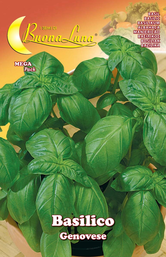 SEMI ORTO BASILICO GENOVESE- HORTUS SEMENTI- 10,0 pz