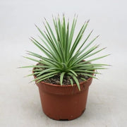 Agave Stricta Nana in Vaso 13 cm, Succulenta Ornamentale Compatta e Resistente