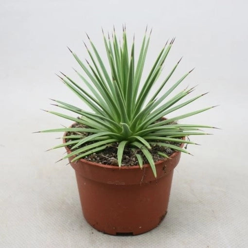 Agave Stricta Nana in Vaso 13 cm, Succulenta Ornamentale Compatta e Resistente
