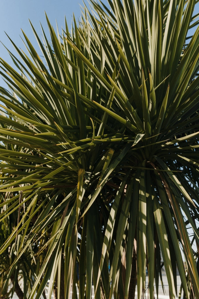 YUCCA GLORIOSA VARIEGATA VASO 24