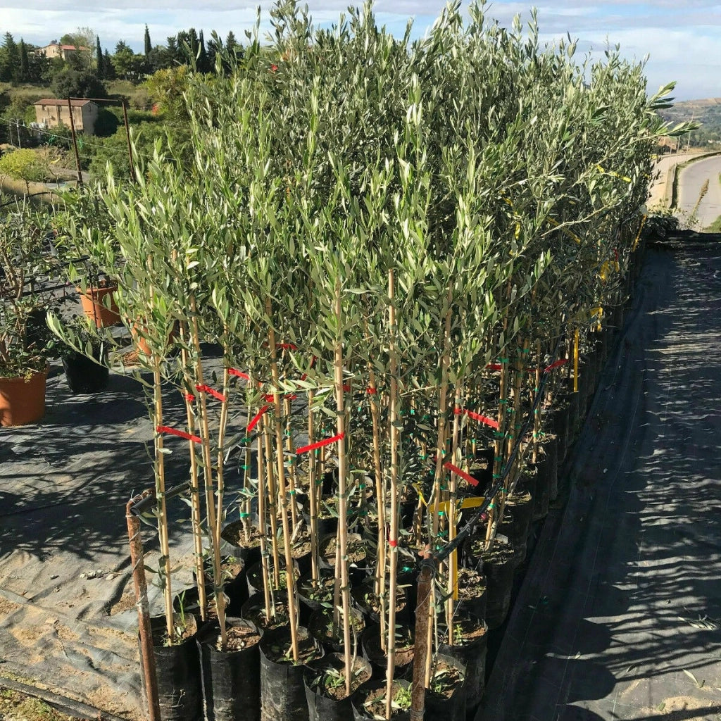 Pianta Albero di OLIVO da olio NOCE DEL BELICE oliva ulivo AMDGarden