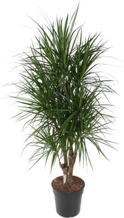 Dracaena Marginata con rami - 140 cm - diametro 31 cm