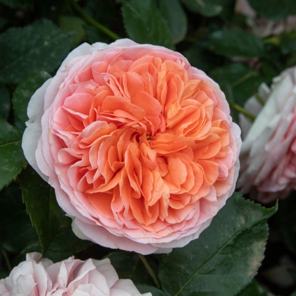 Pianta Rosa Chippendale, foto reali