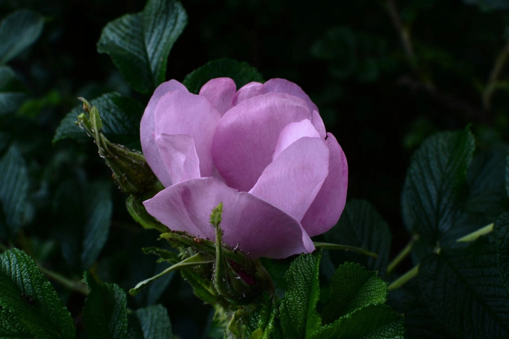 ROSA RUGOSA VASO 24