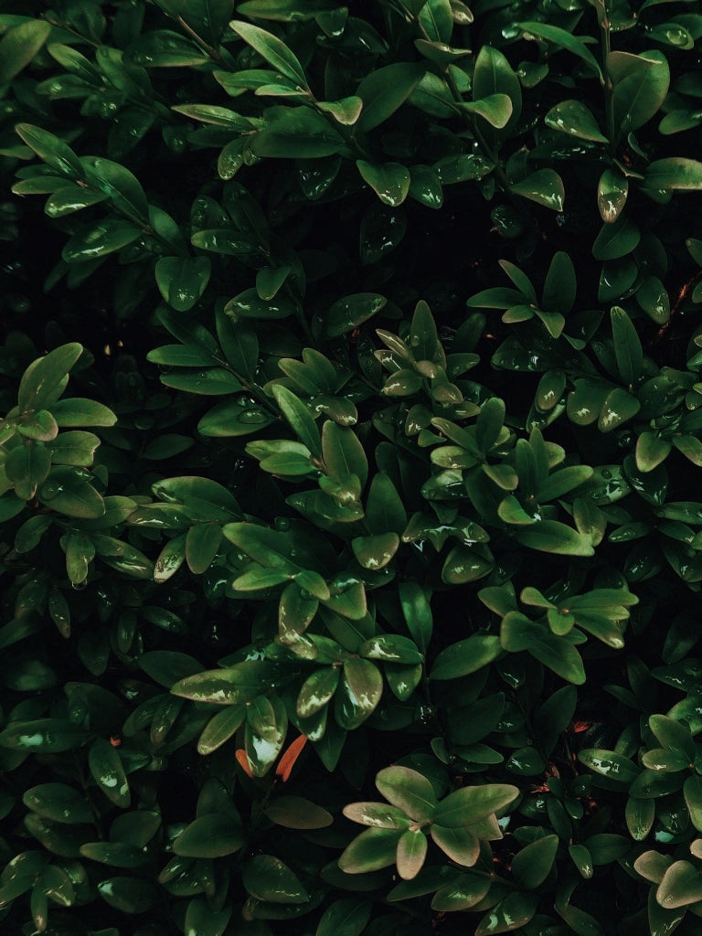BUXUS SEMPERVIRENS (BOSSO COMUNE) VARIEGATO VASO 18