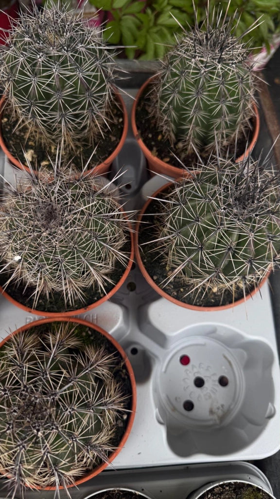 Cactus Saguaro (Carnegiea gigantea) in vaso 13 cm
