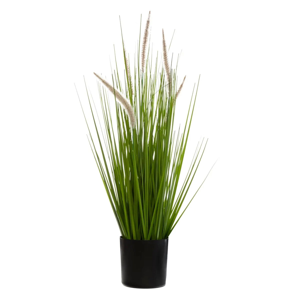 Bouquet di Erba Gatta H70 cm con Vaso