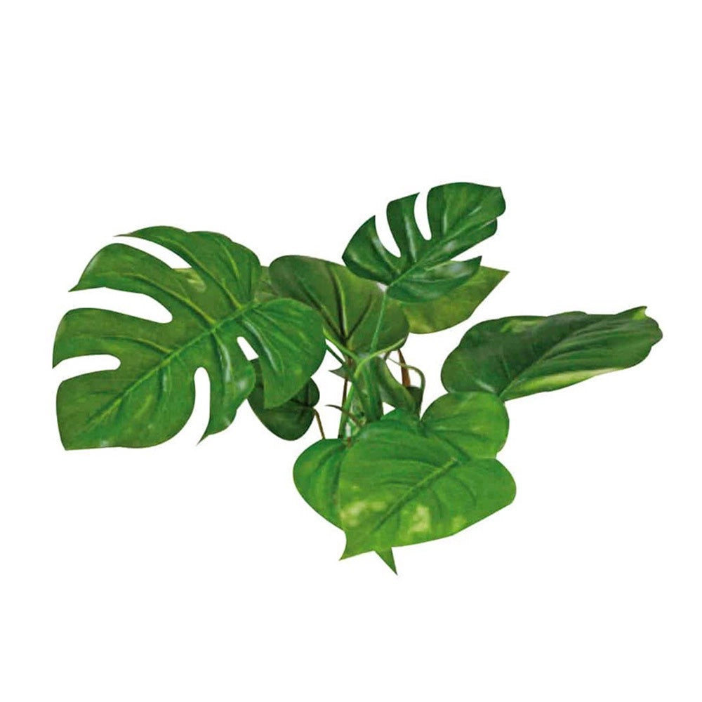 Wave Decor Anubias Dimensioni: 15 cm