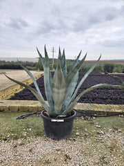 AGAVE AMERICANA VASO 70 Lt.100