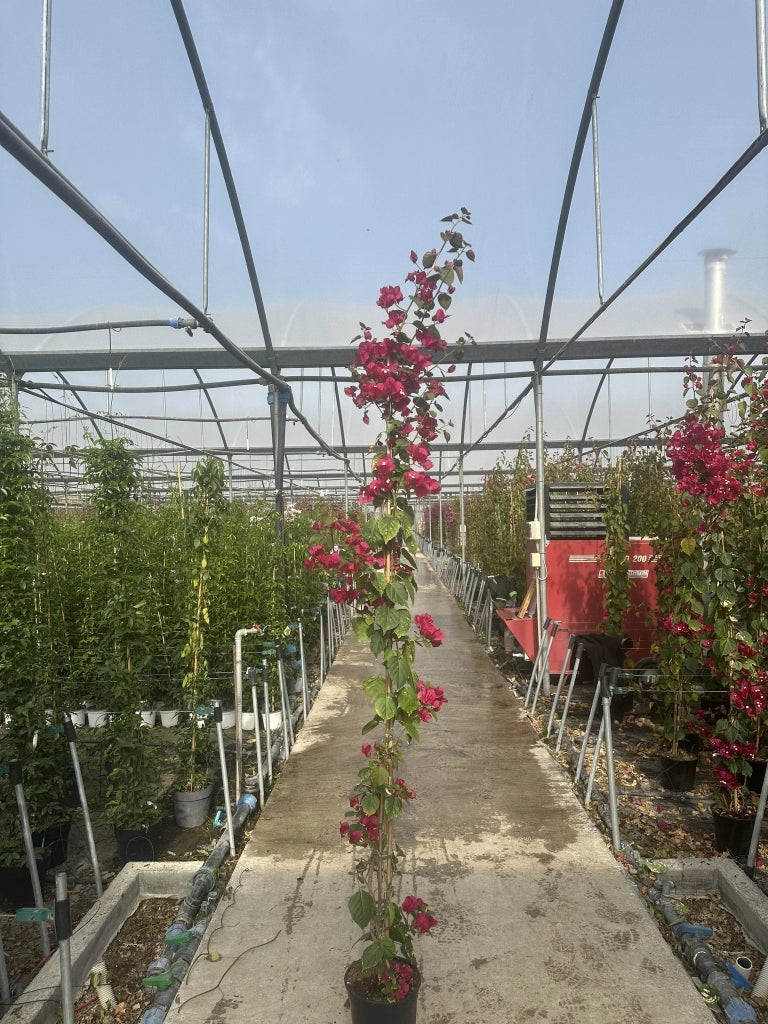 BOUGAINVILLEA CALIFORNIANA VIOLA VASO 24 H.220