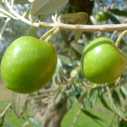 Pianta Albero di OLIVO da olio NOCE DEL BELICE oliva ulivo AMDGarden