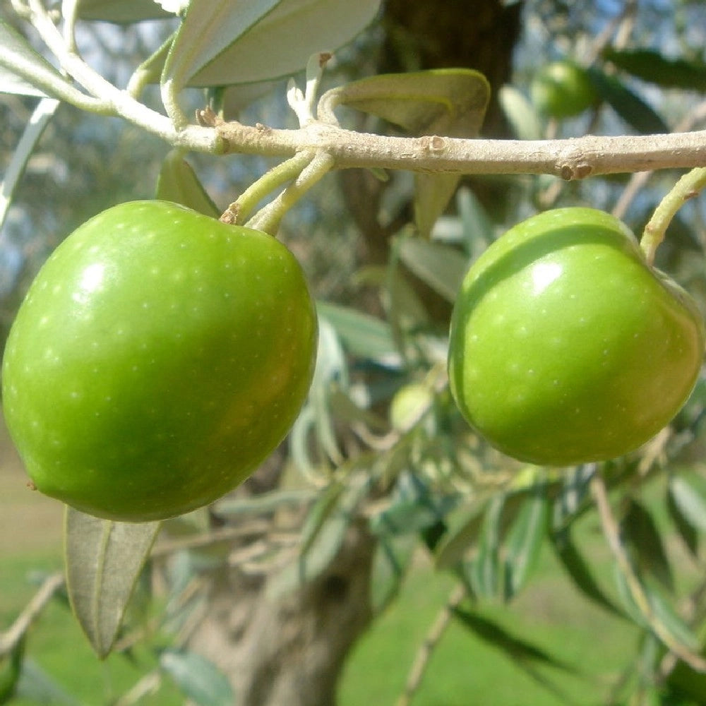 Pianta Albero di OLIVO da olio NOCE DEL BELICE oliva ulivo AMDGarden