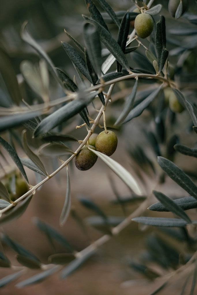 OLEA EUROPAEA CESP.24 CIPRESSINO Lt.7