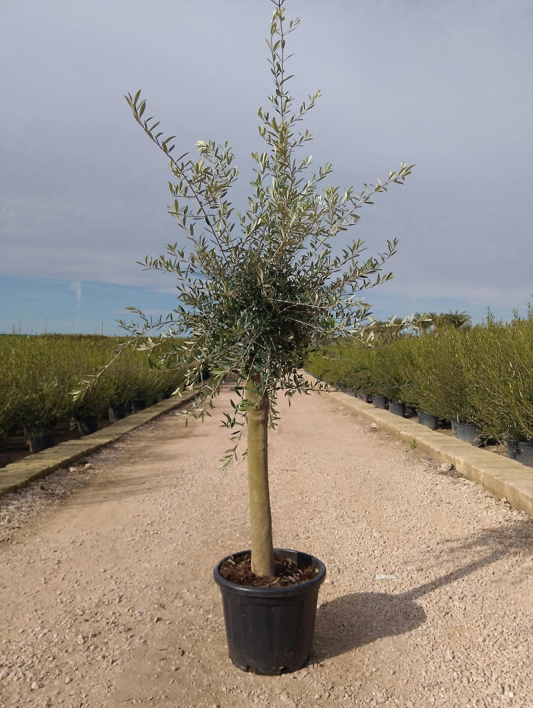 OLEA EUROPAEA ALB.45 1/4 FUSTO ARBEQUINA CRF.20/30 (E.Q.)