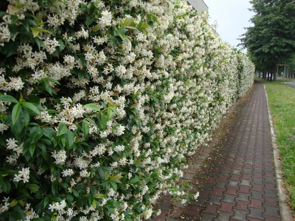 Rincosperma (Falso Gelsomino) H 180cm vaso 18 pianta rampicante
