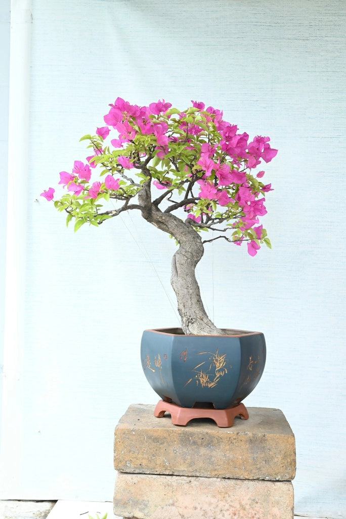 Buganvillea Bougainvillea Bonsai Vaso 60 cm Arbusto Rampicante da Esterno