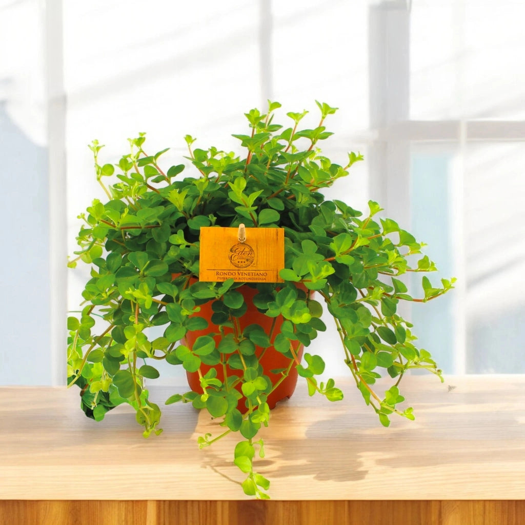 Gardenaria Peperomia rotundifolia - Pianta da interno ornamentale Altezza: 25 cm (vaso 15)