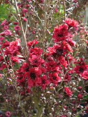 Pianta di Tea Tree Manuka originaria della Nuova Zelanda - Leptospermum scoparium varietà Crimson