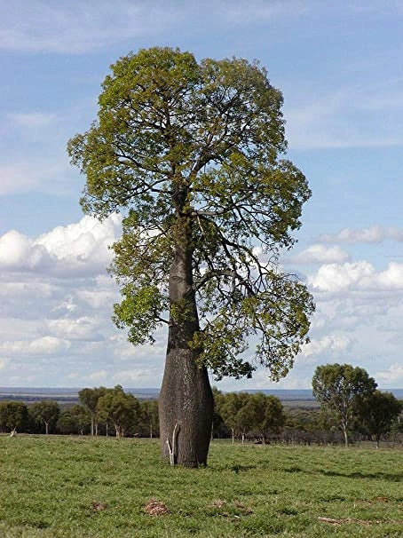 Pianta di Chorisia Speciosa, Ceiba Speciosa, albero bottiglia H 150cm