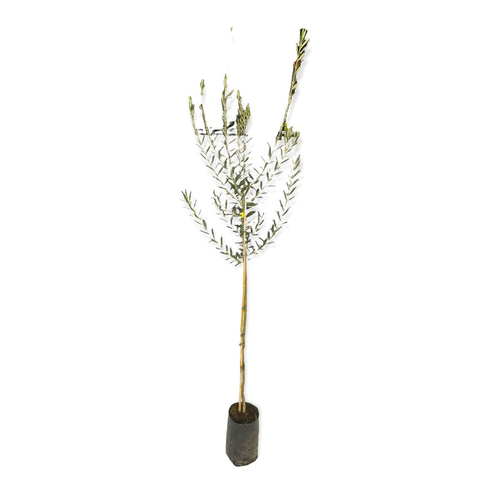 Pianta Albero di OLIVO da olio NOCE DEL BELICE oliva ulivo AMDGarden