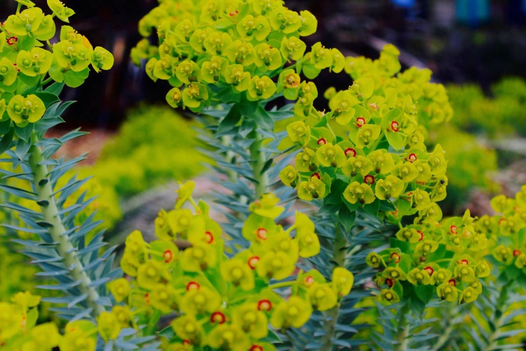Euforbia Euphorbia Martinii Ascot Rainbow Vaso 24 cm Succulenta Sempreverde
