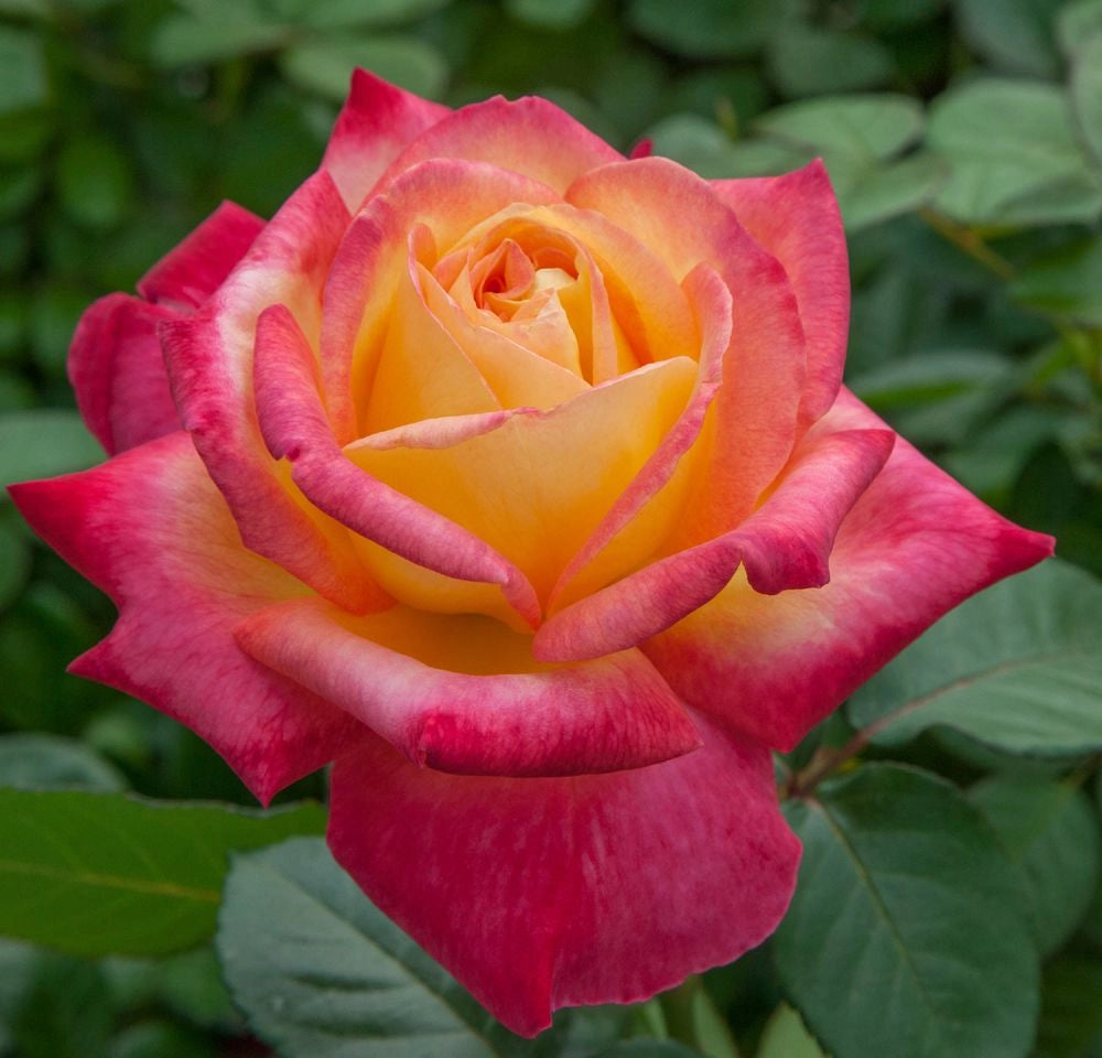 Pianta ROSA ORIENTAL PEACE ® MEILLAND ALBERELLO gialla rossa vaso20 FOTO REALE