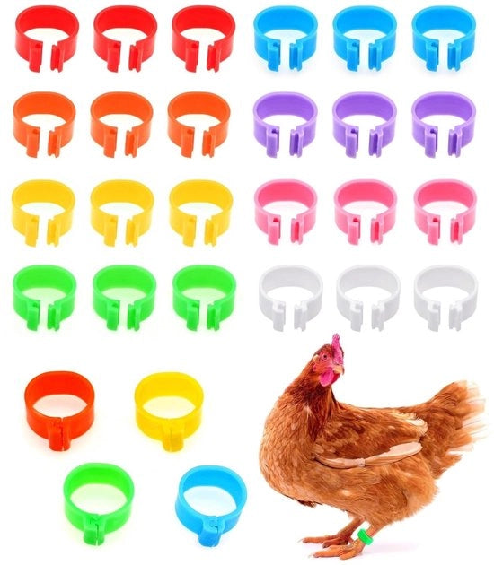 Accessori per polli - Identificazione polli - Etichette per ossa di pollo - Accessori per polli - 24 pezzi - Dimensione interno 16 mm - Multicolore - Etichette per polli