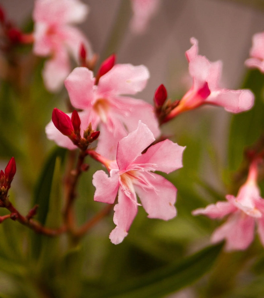NERIUM OLEANDER (OLEANDRO) ROSA MAGALY VASO 50 H.140/160