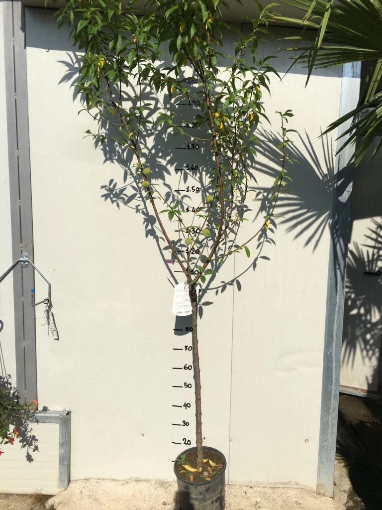 Pianta di ciliegio Durone di Vignola I vaso 20cm