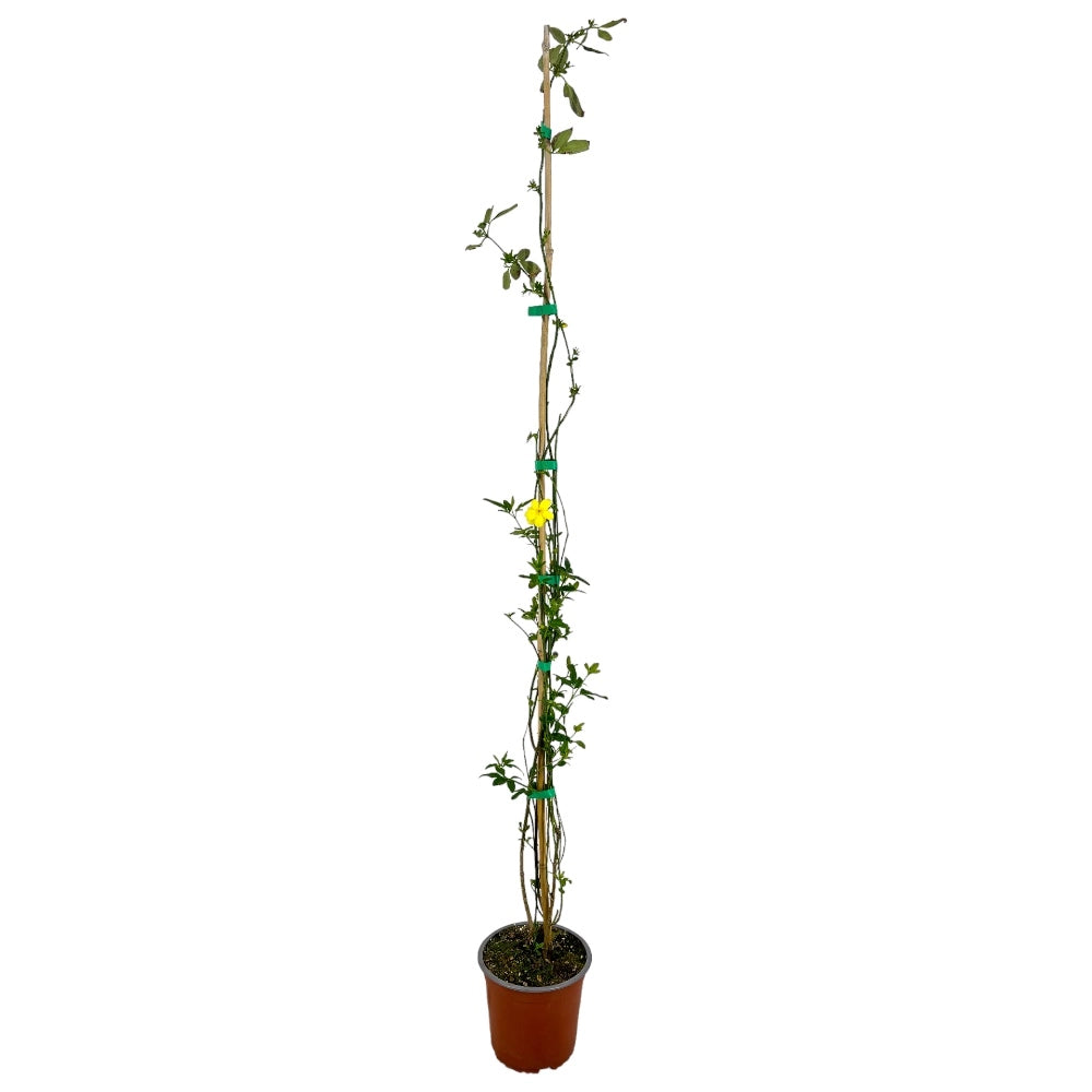 Pianta di GELSOMINO GIALLO HUMILE Nudiflorum H120 CM rampicante vaso18cm FOTO REALE