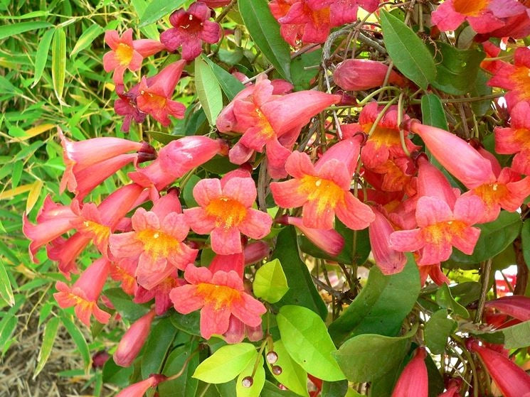 Bignonia Campsis Radicans madame galen  vaso 18cm H 110CM fiore arancione