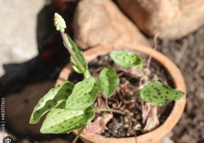Scilla maculata