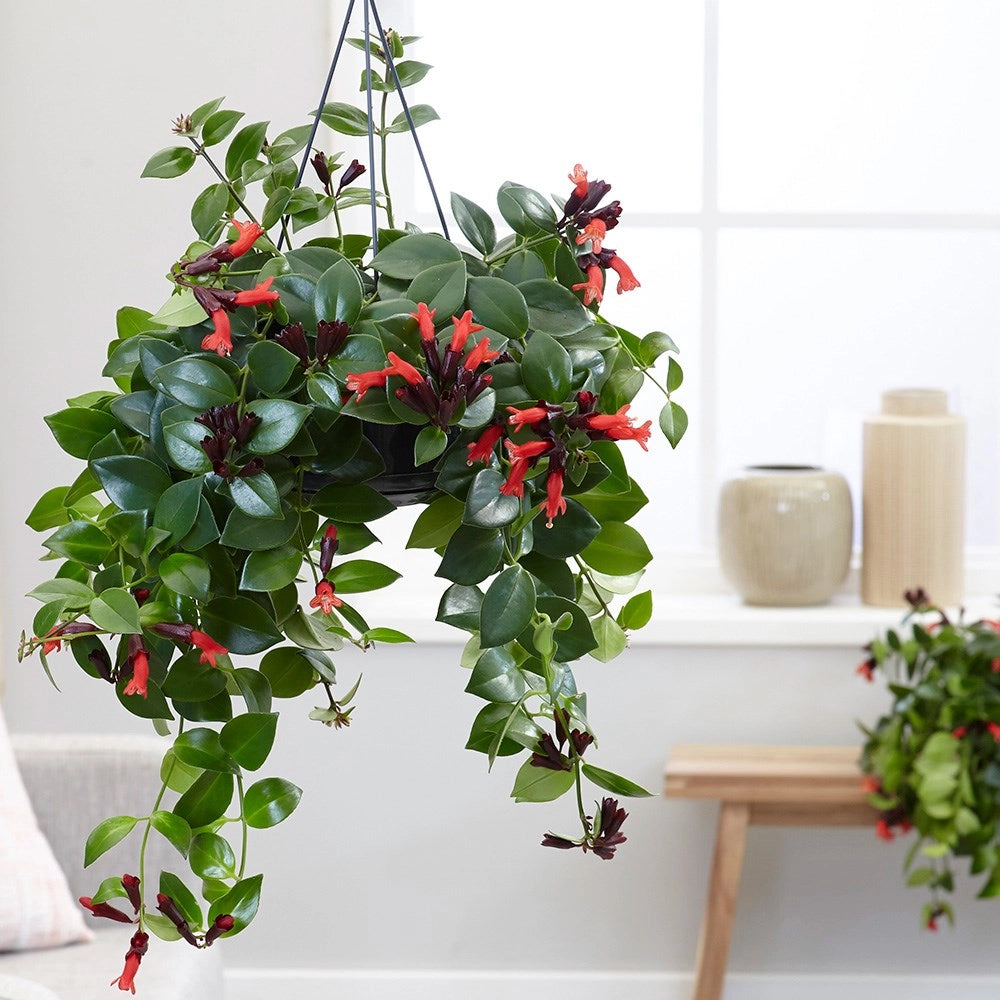 Aeschynanthus (Eschinanto o Escinanto) Vaso 15 - Pianta del Rossetto Foto Reali