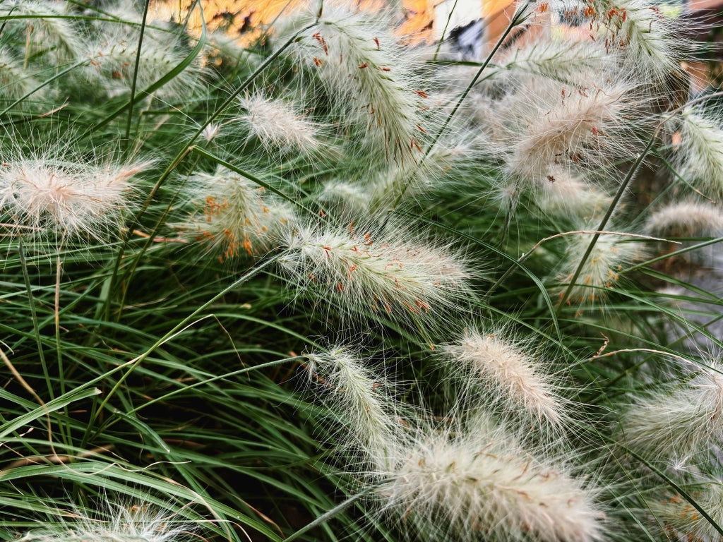 Coda di Volpe Pennisetum Alopecuroides Vaso 24 cm Graminacea Ornamentale