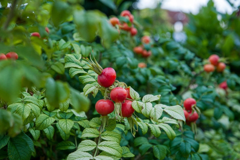 ROSA RUGOSA VASO 24