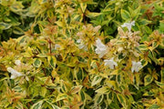 Pianta di Abelia Grandiflora variegata gialla vaso 18cm