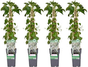 4x - Idroangea a piante pendenti - ↨65cm - Ø15