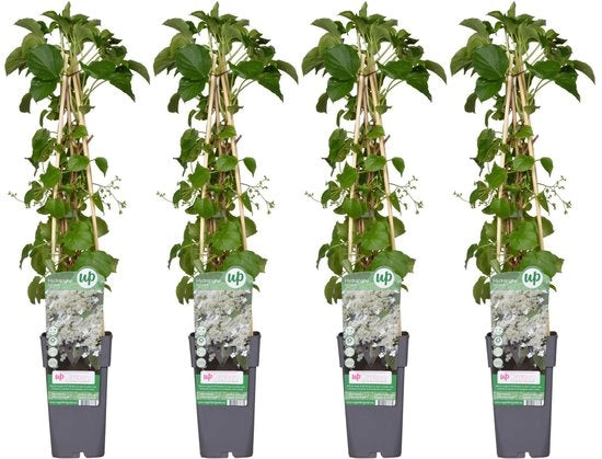 4x - Idroangea a piante pendenti - ↨65cm - Ø15